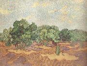 Vincent Van Gogh Olive Grove:Pale Blue Sky (nn04) USA oil painting artist